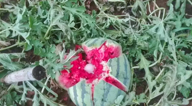 開元集團用行動幫扶洛寧瓜農(nóng)